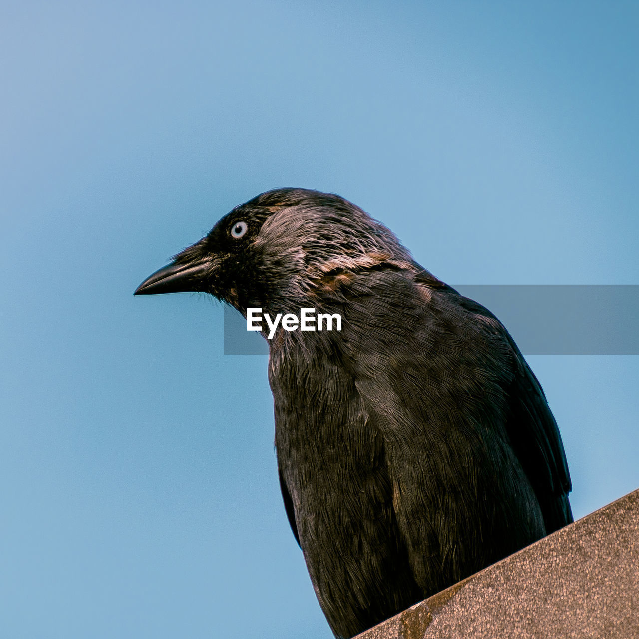 CLOSE-UP OF BIRD PERCHING ON THE GROUND