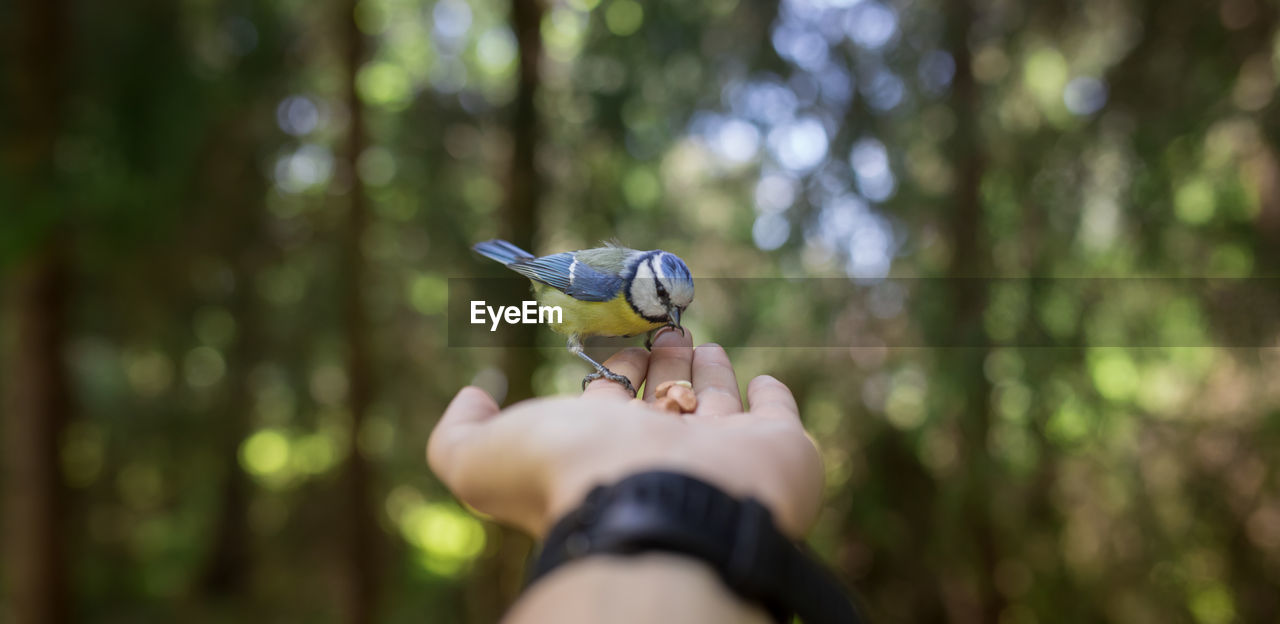Close-up of cropped hand feeding bird