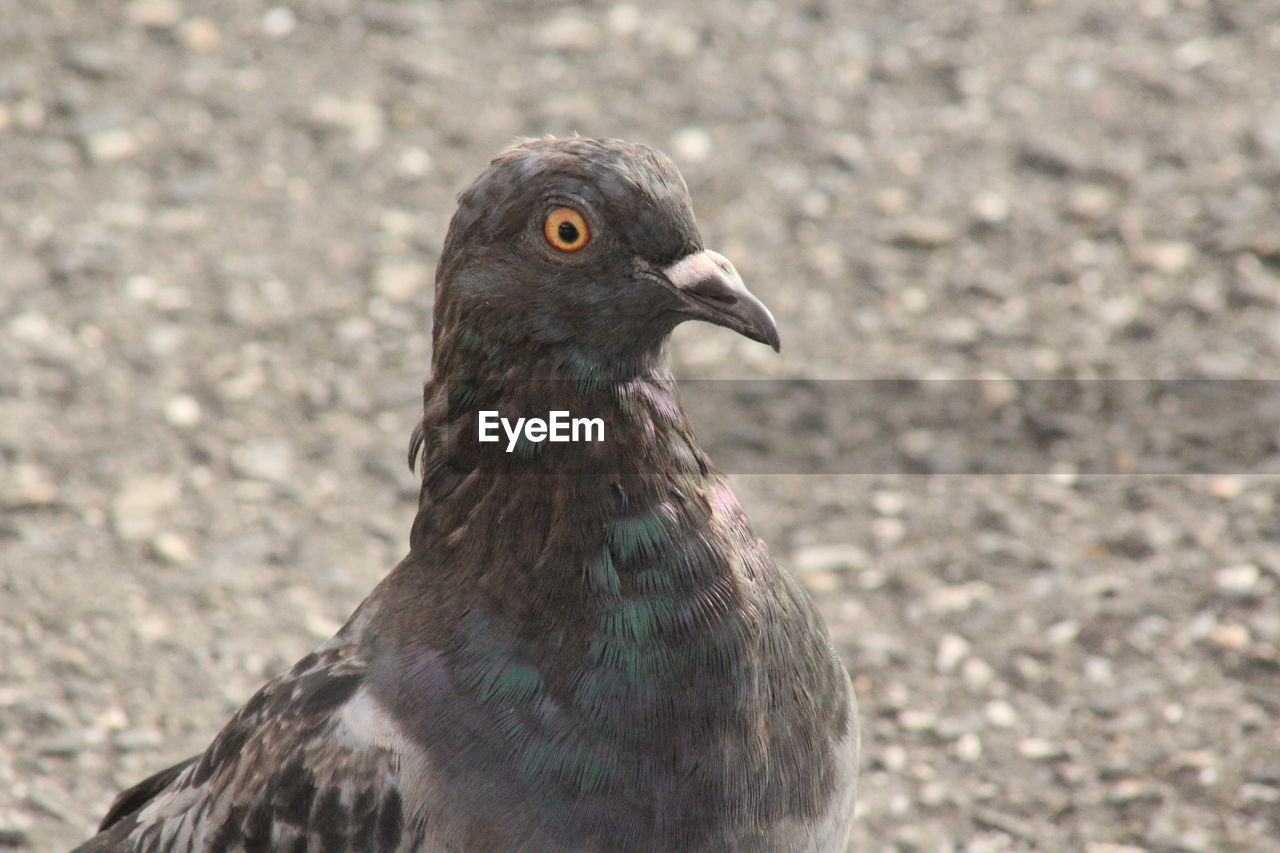 CLOSE-UP OF A BIRD ON A FIELD