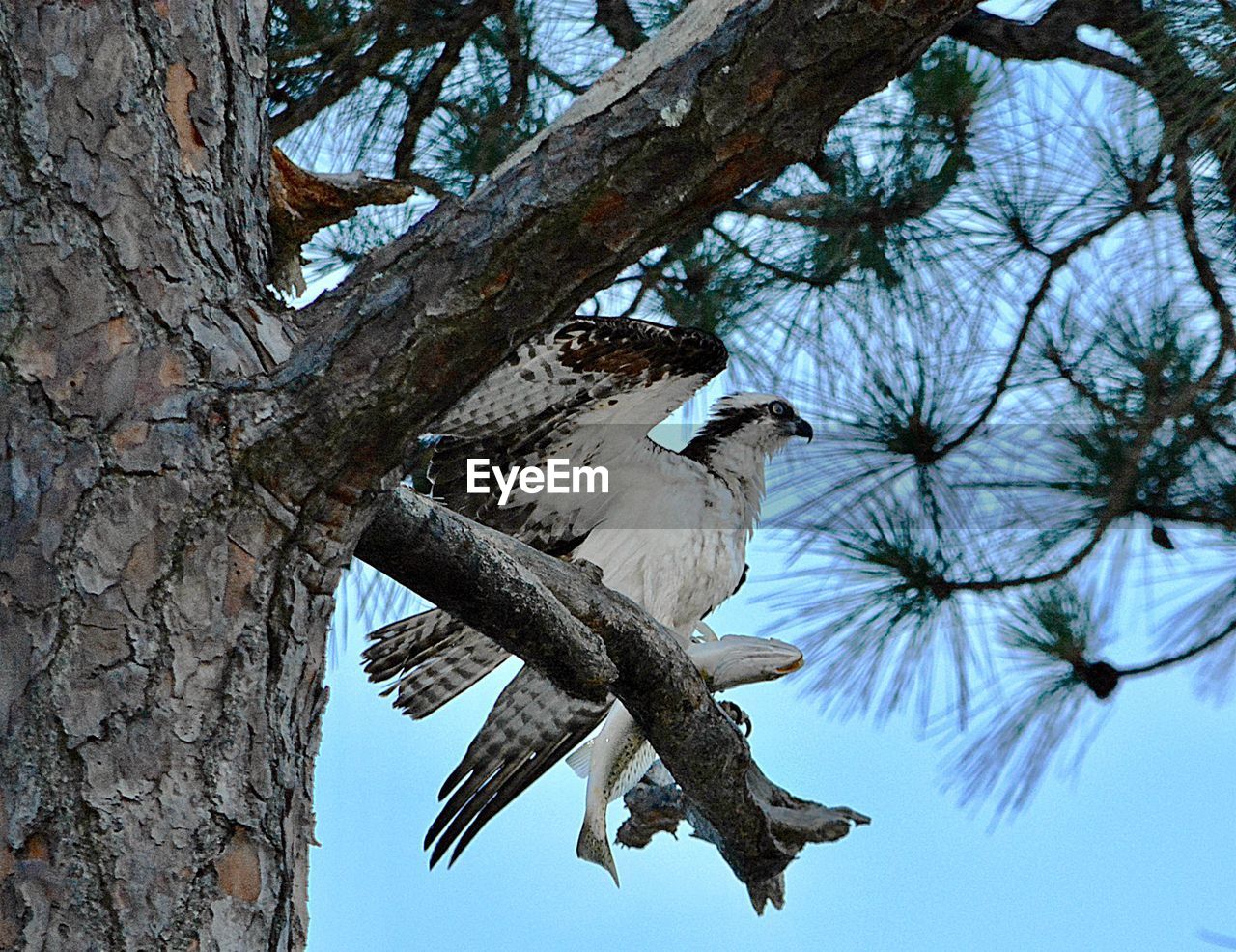 LOW ANGLE VIEW OF BIRD PERCHING ON TREE AGAINST SKY