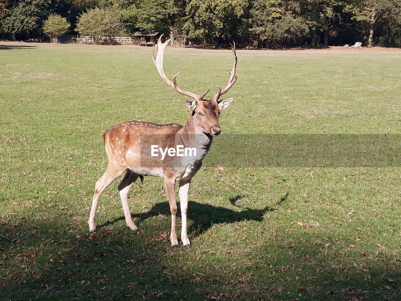 DEER STANDING IN FIELD