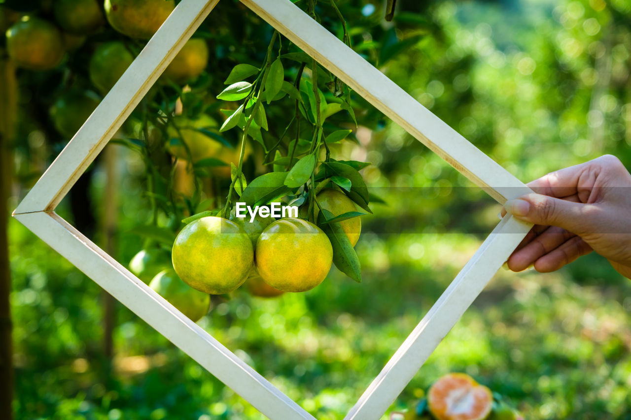 Farmer woman holdings white farm and tangerine in frame on the garden background