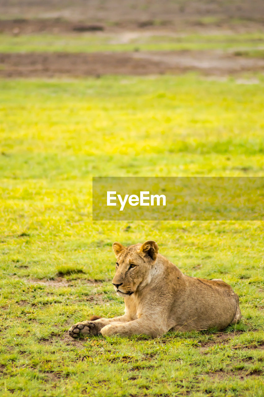 Lioness relaxing on grassy field