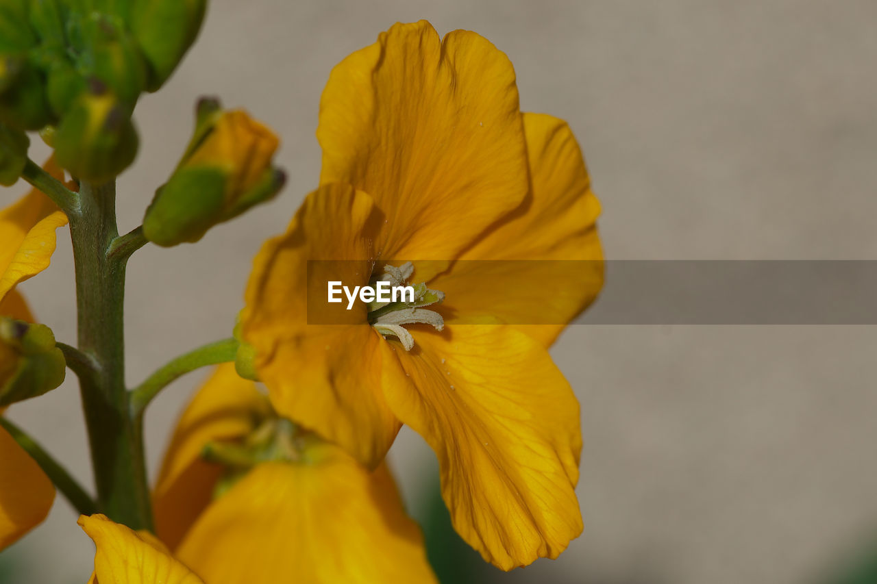 Close-up of yellow flowering plant