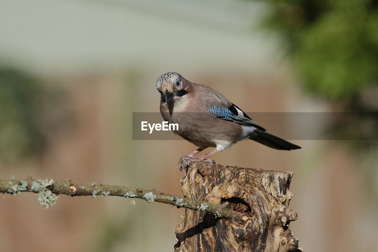 Close-up of eurasian jay perching on a post