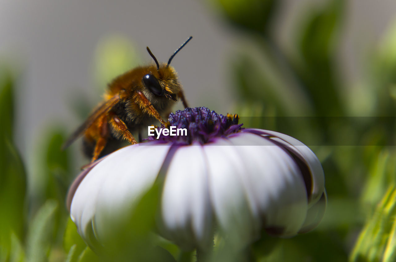 Bee pollinating on flower blooming outdoors