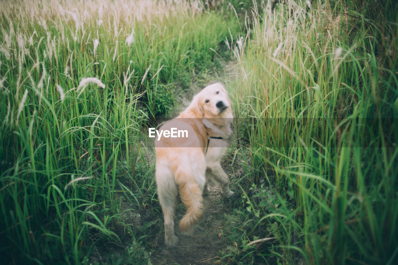 Rear view of dog on field