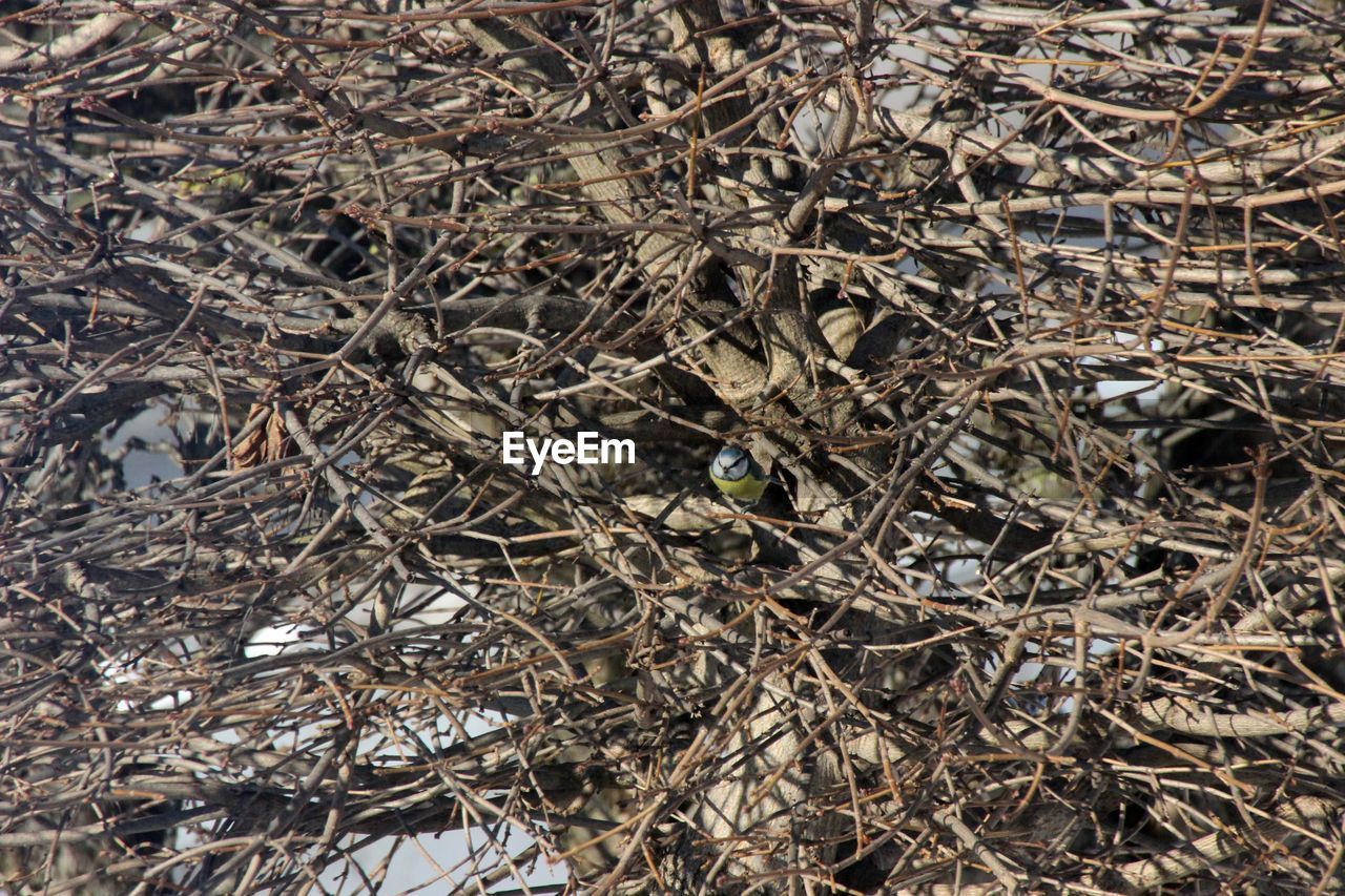 Close-up of bird perching amidst branches