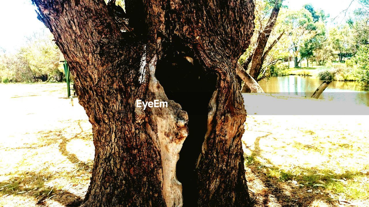 CLOSE-UP OF TREE TRUNK