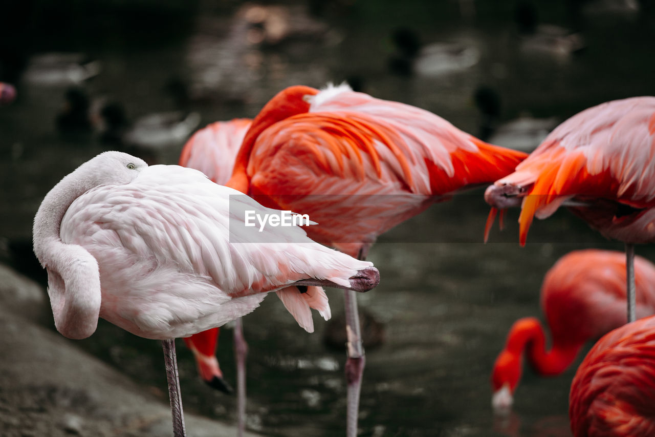 Flamingos in a lake close up