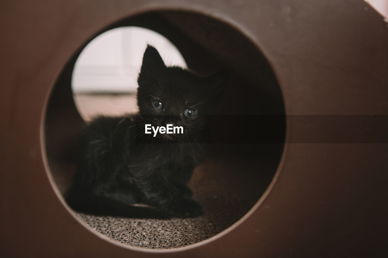 Black kitten wit blue eyes in a cat toy - 4 weeks old