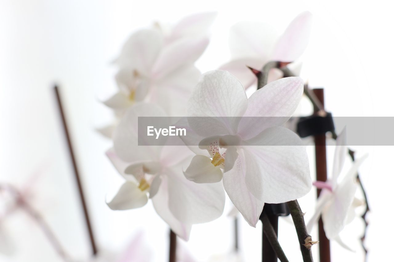 CLOSE-UP OF FRESH PINK ORCHID