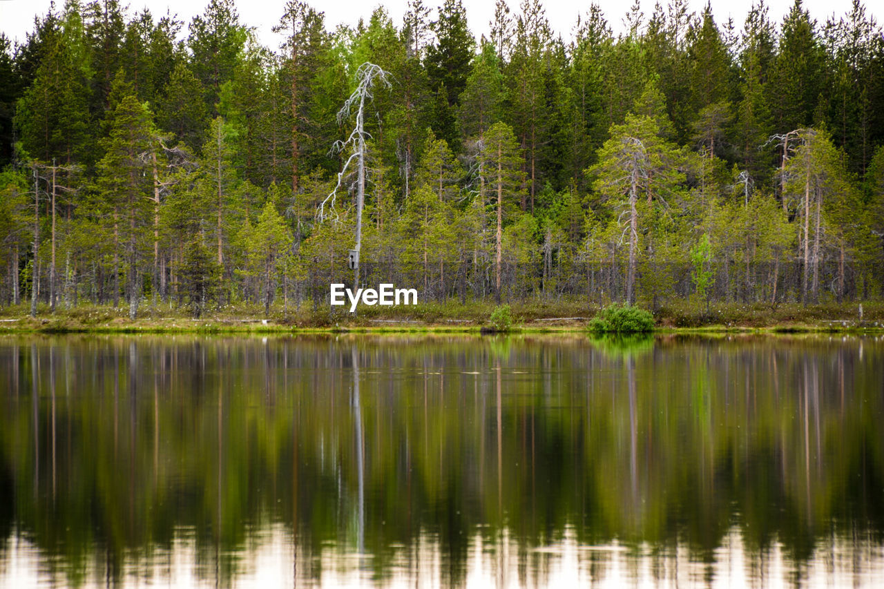 Scenic view of lake in forest