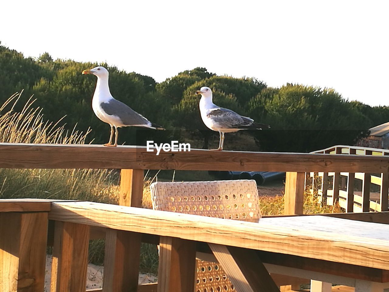 BIRDS PERCHING ON RAILING