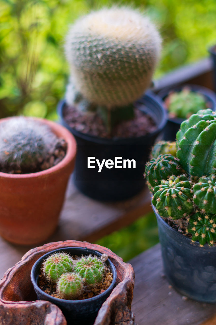 CLOSE-UP OF POTTED PLANT