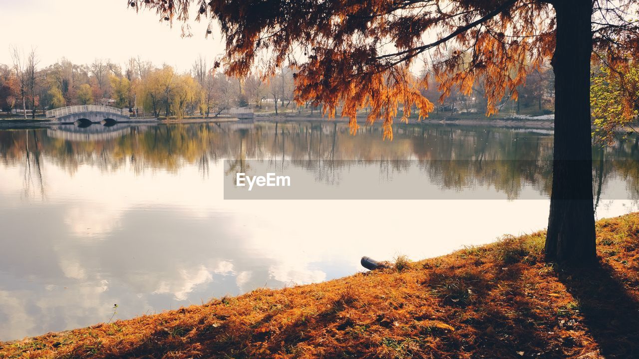 Scenic view of lake by trees during autumn