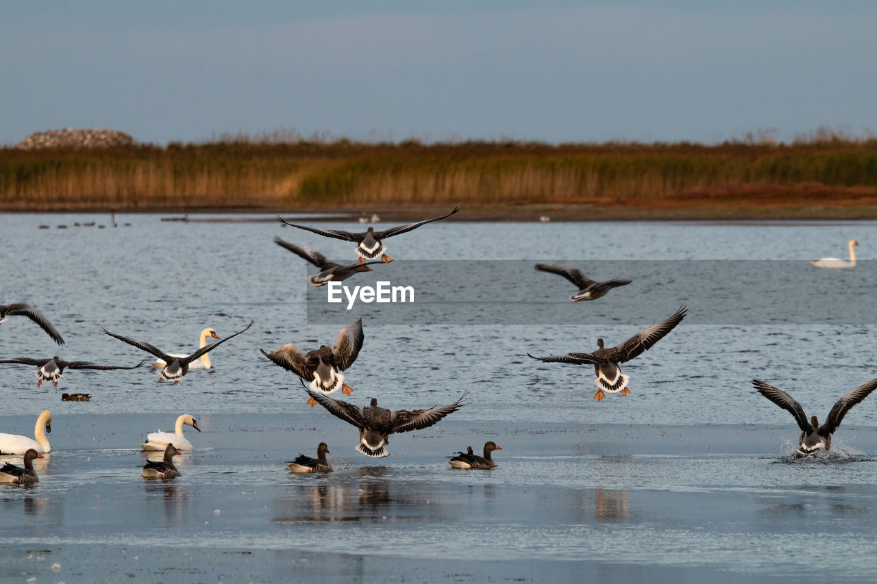 Birds flying over lake