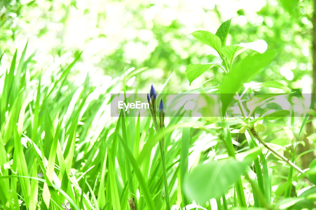 BIRD PERCHING ON A PLANT