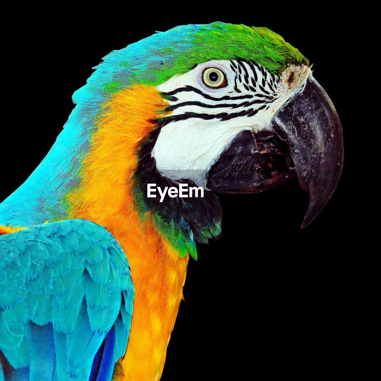 Close-up of macaw against black background