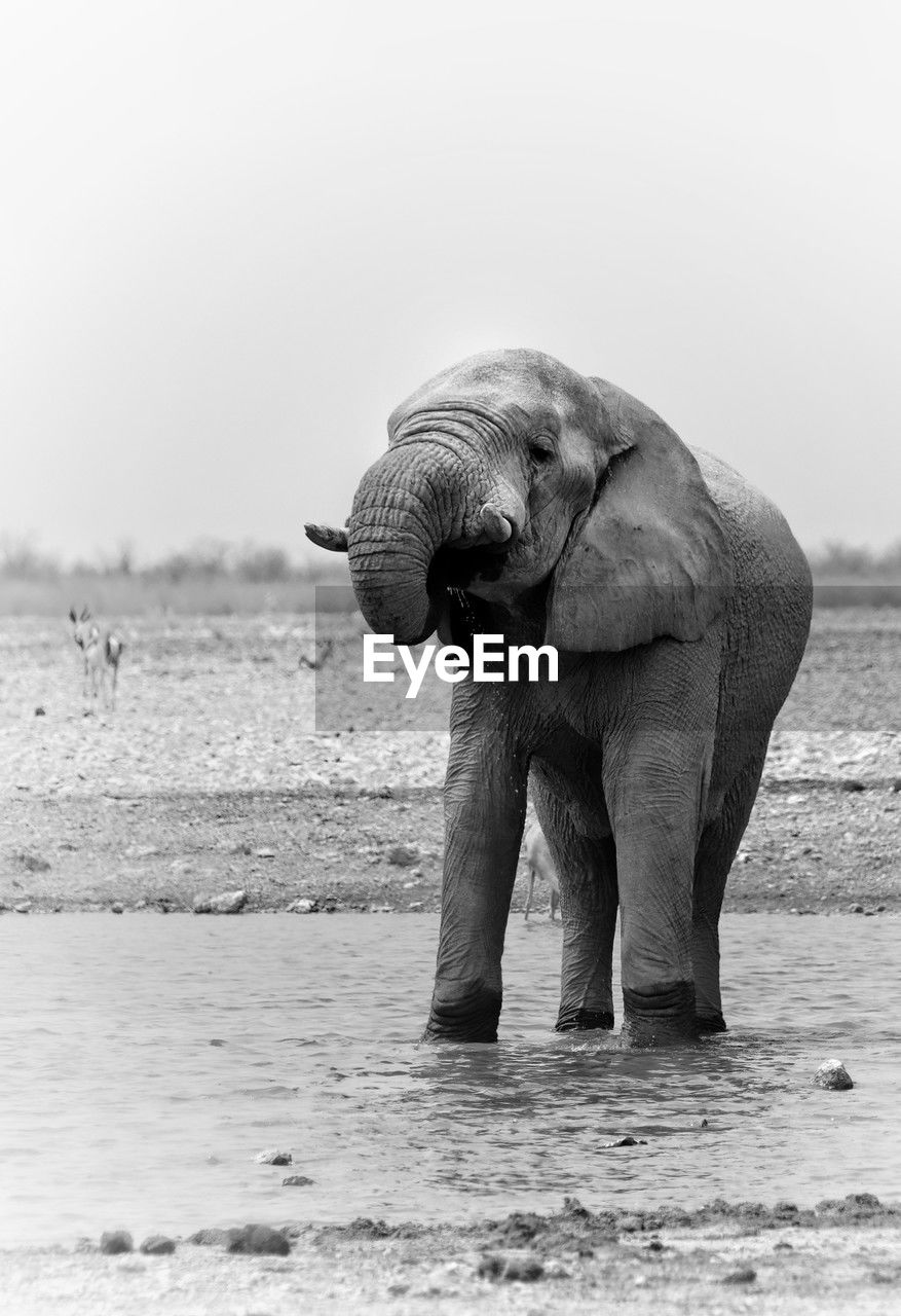 animal themes, animal, indian elephant, elephant, mammal, animal wildlife, wildlife, black and white, one animal, animal body part, african elephant, safari, animal trunk, water, nature, monochrome, monochrome photography, land, no people, environment, tusk, day, tourism, travel destinations, outdoors, side view, full length, beauty in nature, walking, standing