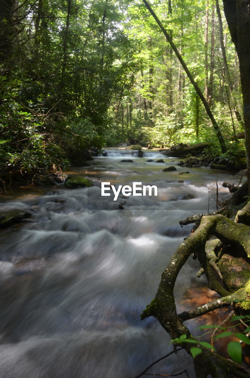 SCENIC VIEW OF STREAM FLOWING THROUGH FOREST