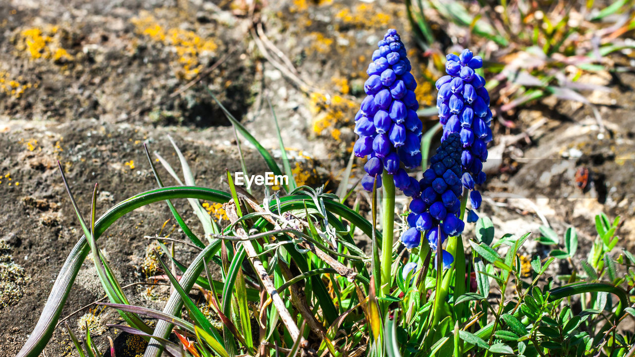 CLOSE-UP OF PURPLE FLOWERING PLANTS ON FIELD