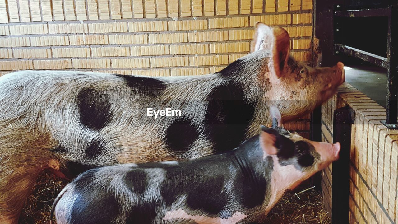 VIEW OF DOG SLEEPING AT HOME