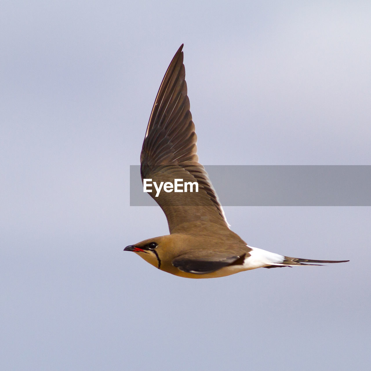 Close-up of bird flying against clear sky