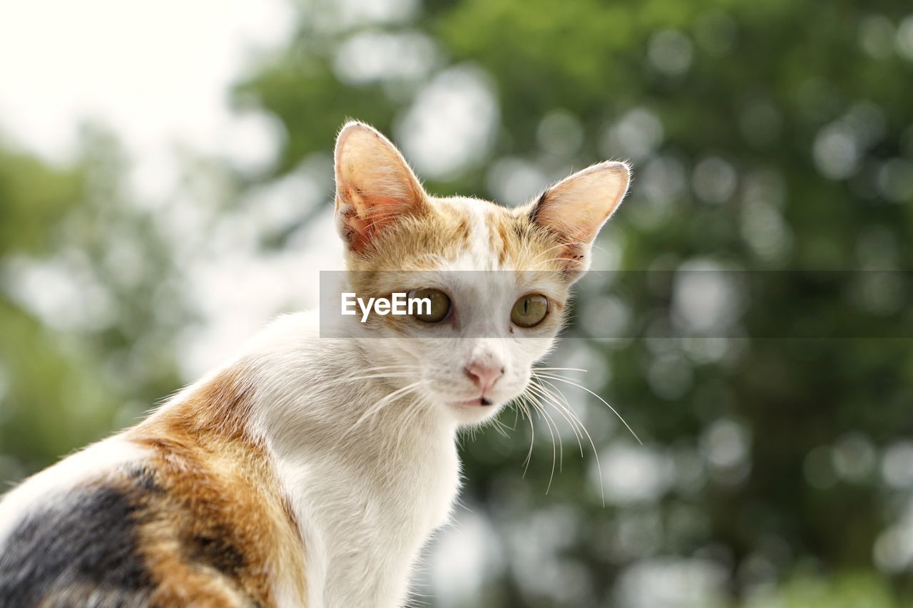 Close-up portrait of a cat