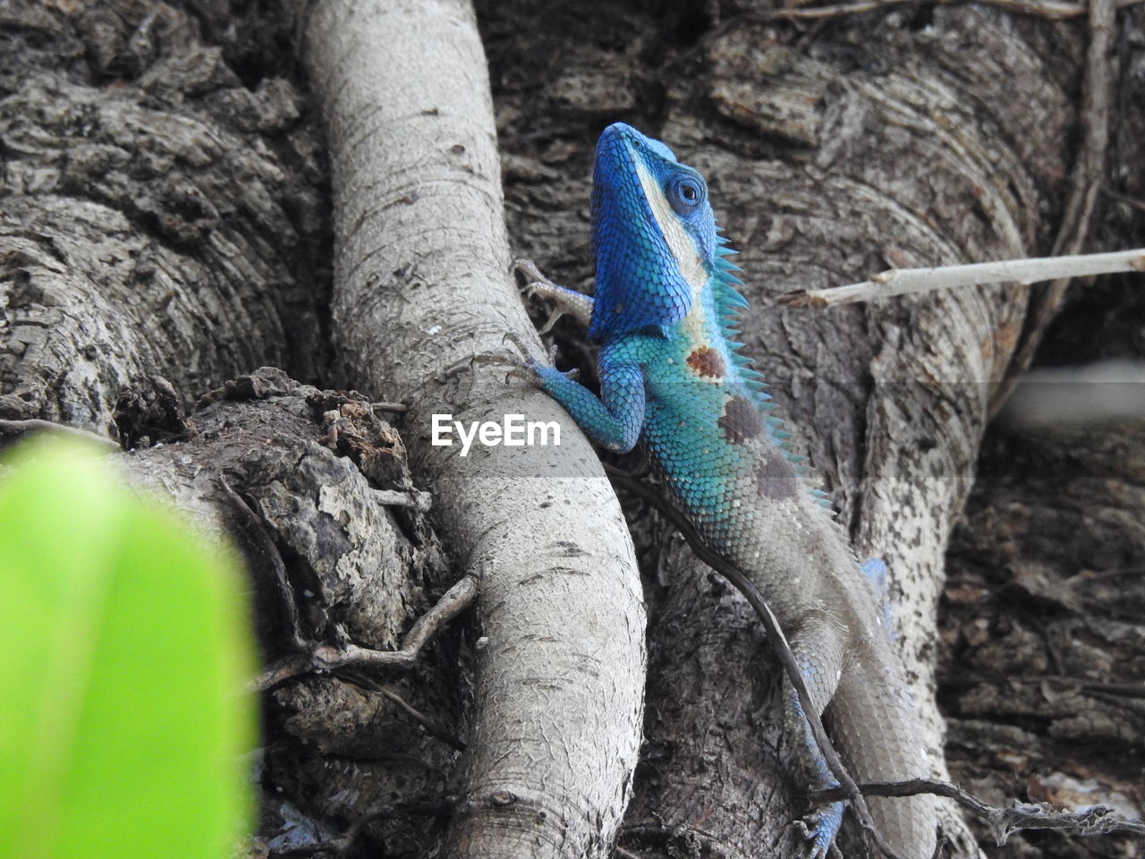 CLOSE-UP OF A LIZARD ON TREE