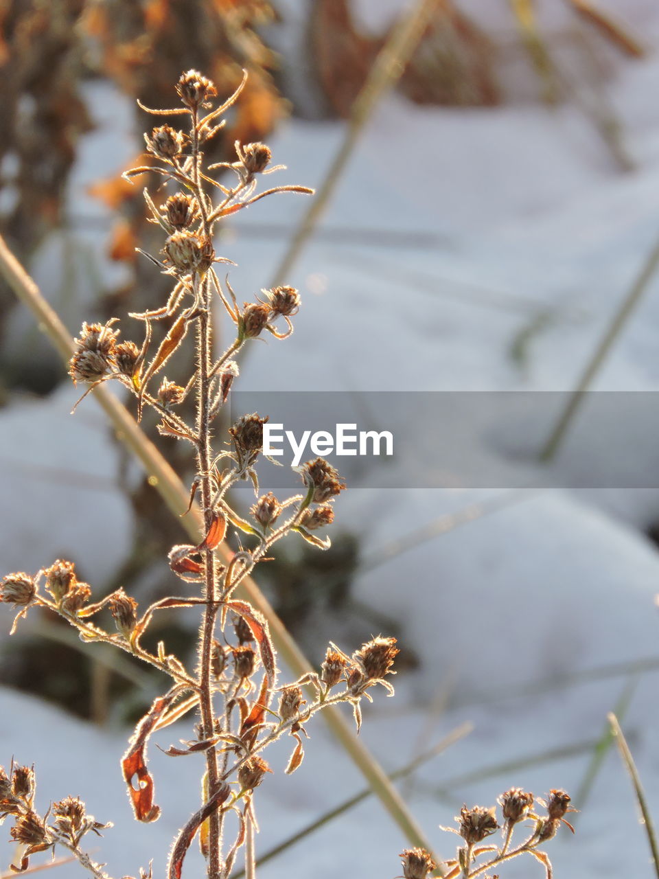 Close-up of snow on plant