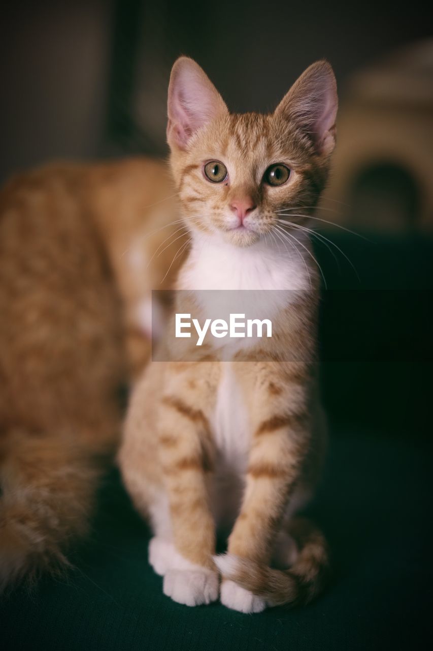 PORTRAIT OF CAT SITTING ON FLOOR