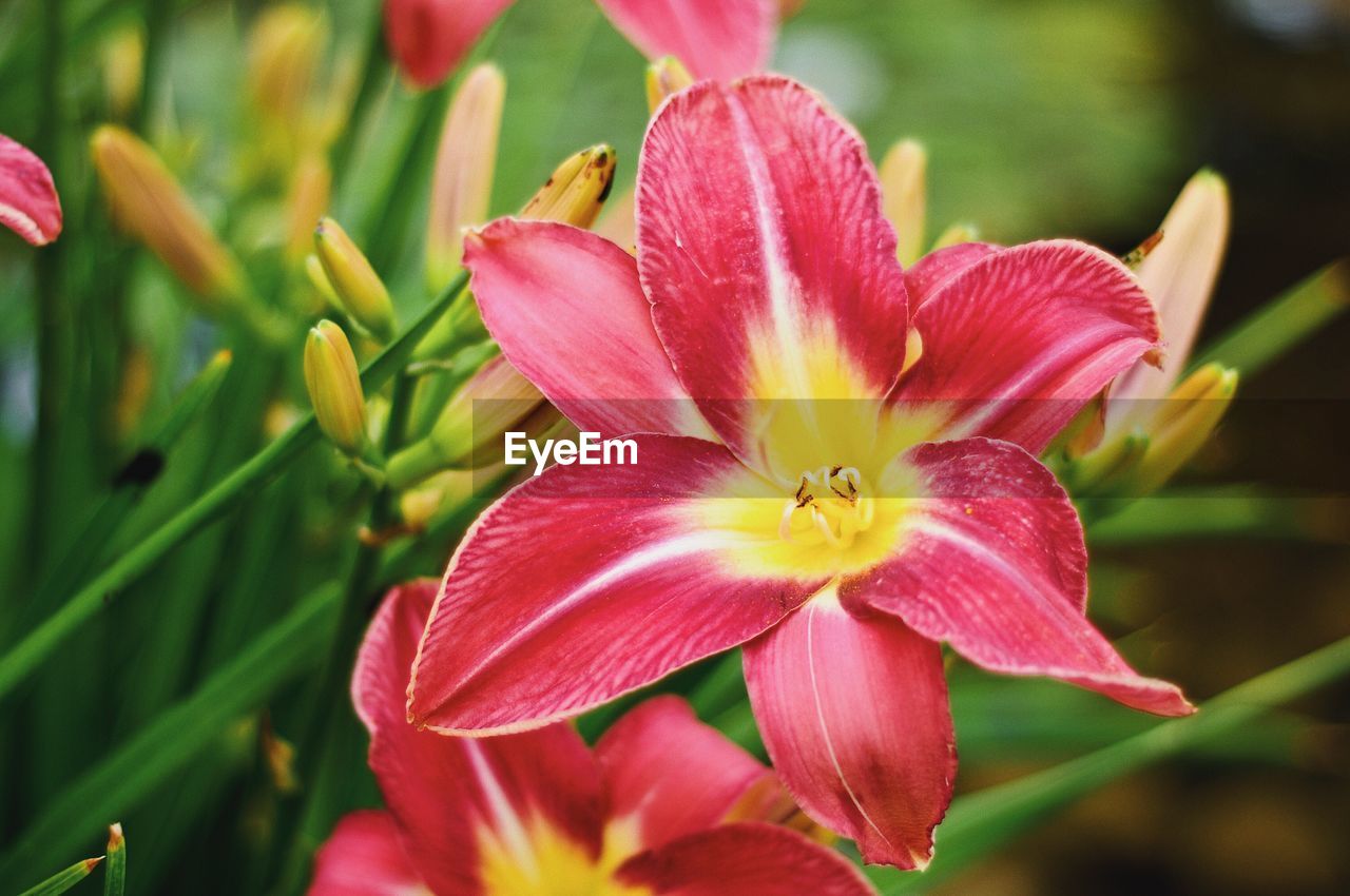 Close-up of red flowering plant