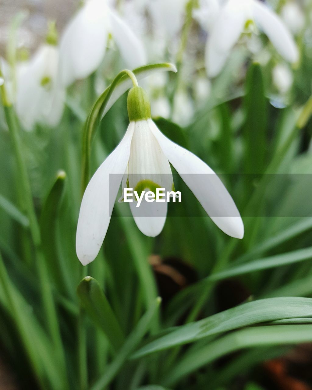 CLOSE-UP OF WHITE FLOWER