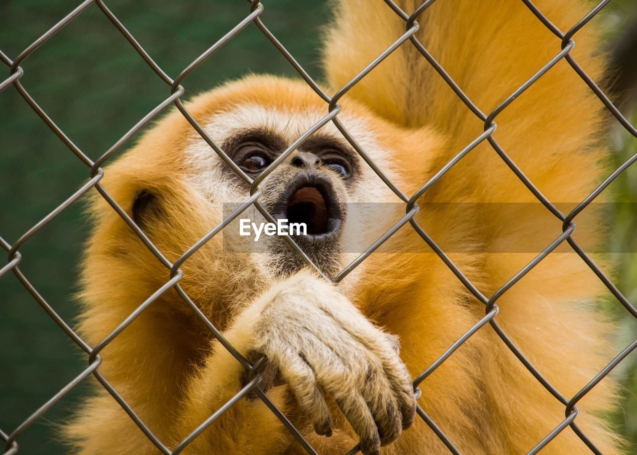 Close-up of monkey in cage at zoo