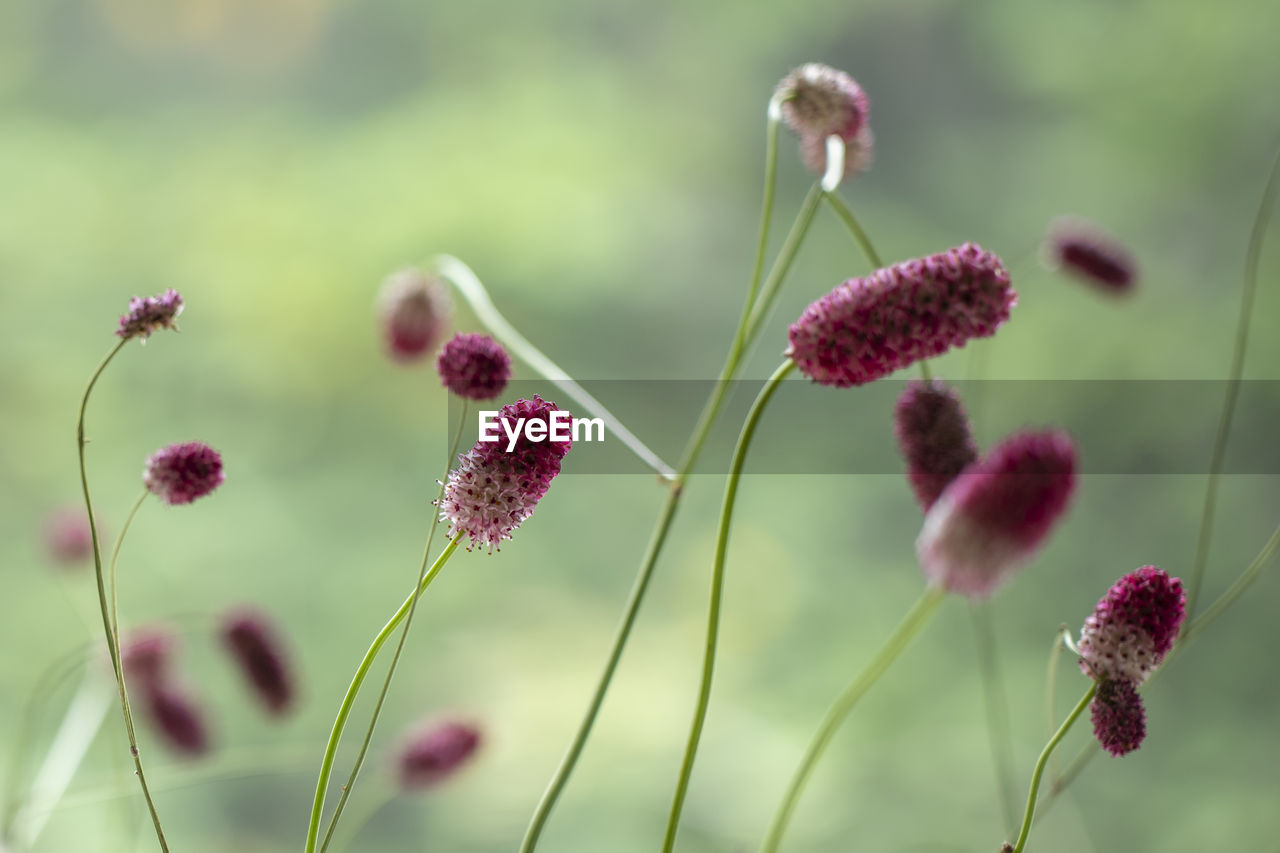 Wild flower buds against green background