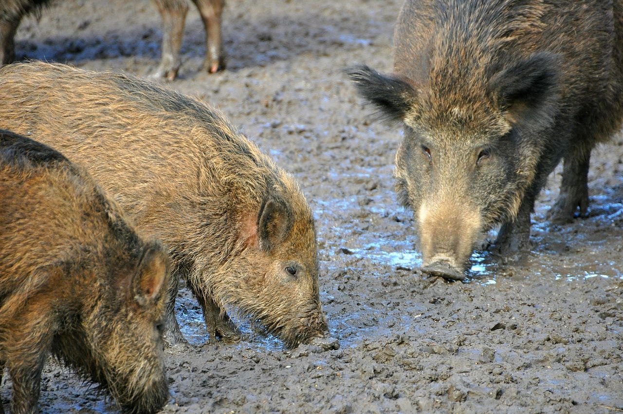 Wild boars on dirty field