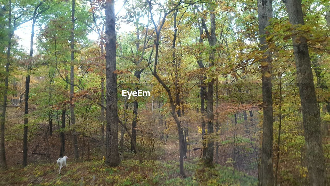 VIEW OF TREES IN FOREST