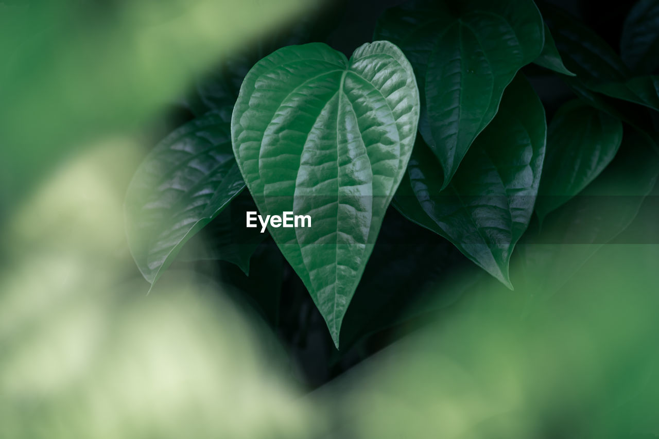 CLOSE-UP OF LEAVES ON PLANT