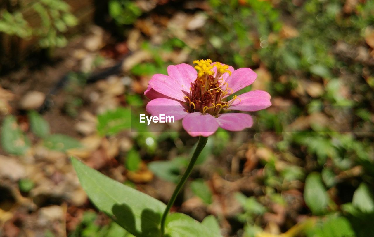 CLOSE-UP OF PINK FLOWER BLOOMING AT PARK