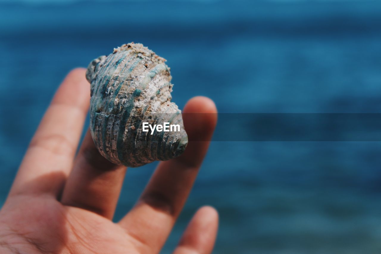 Close-up of hand holding seashell against sea