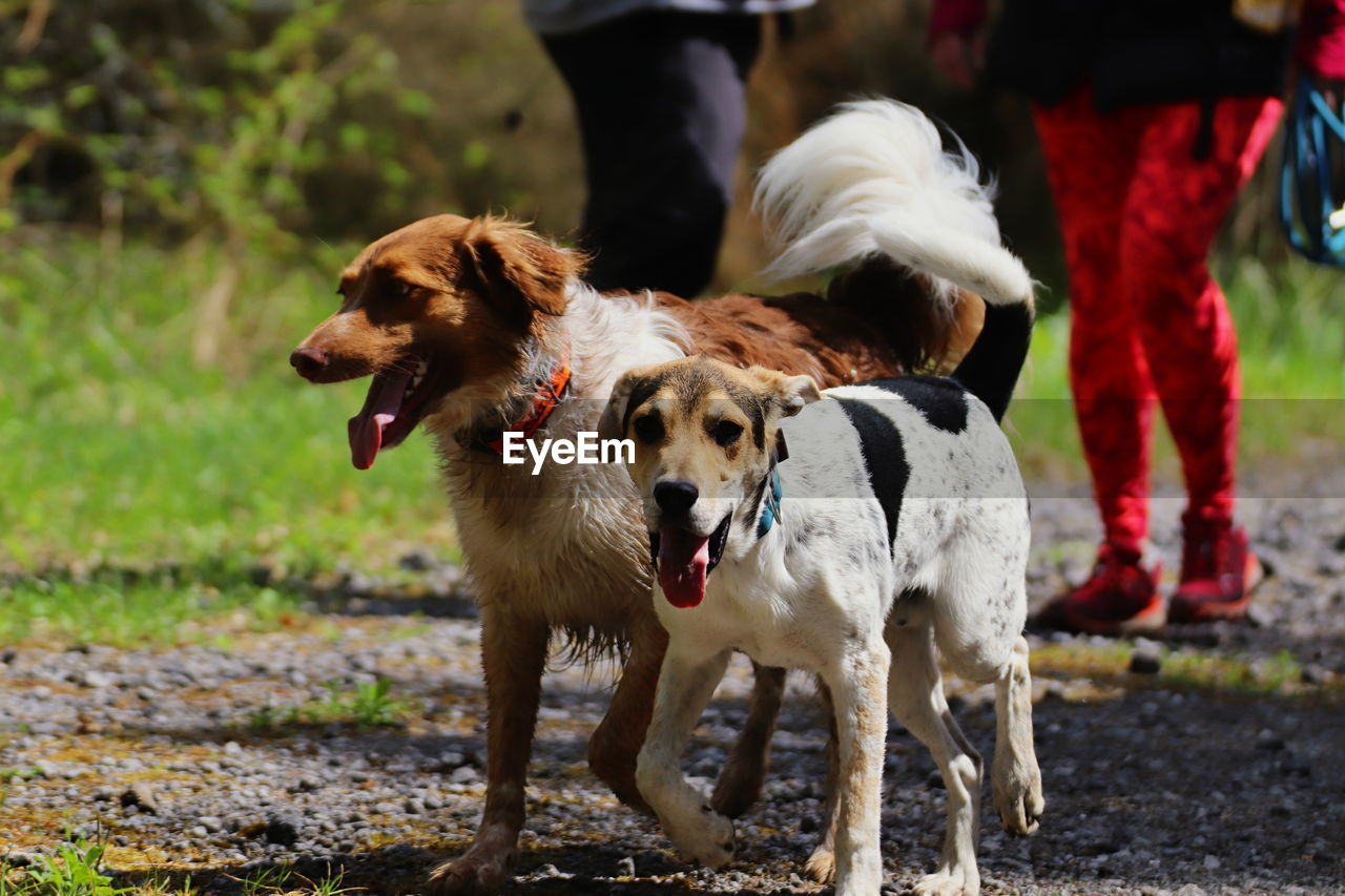 Low section of dog standing outdoors