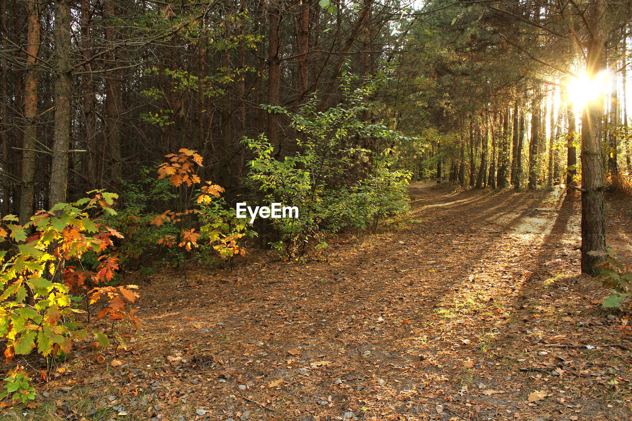 Trees in forest during autumn