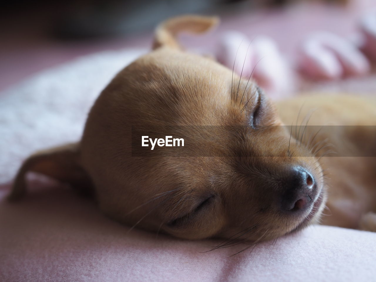 CLOSE-UP OF DOG SLEEPING ON BED