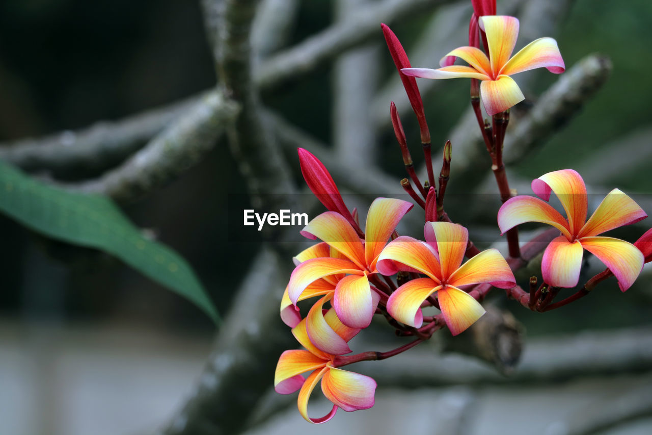Plumeria red white orange yellow bouquet flower blooming in the park