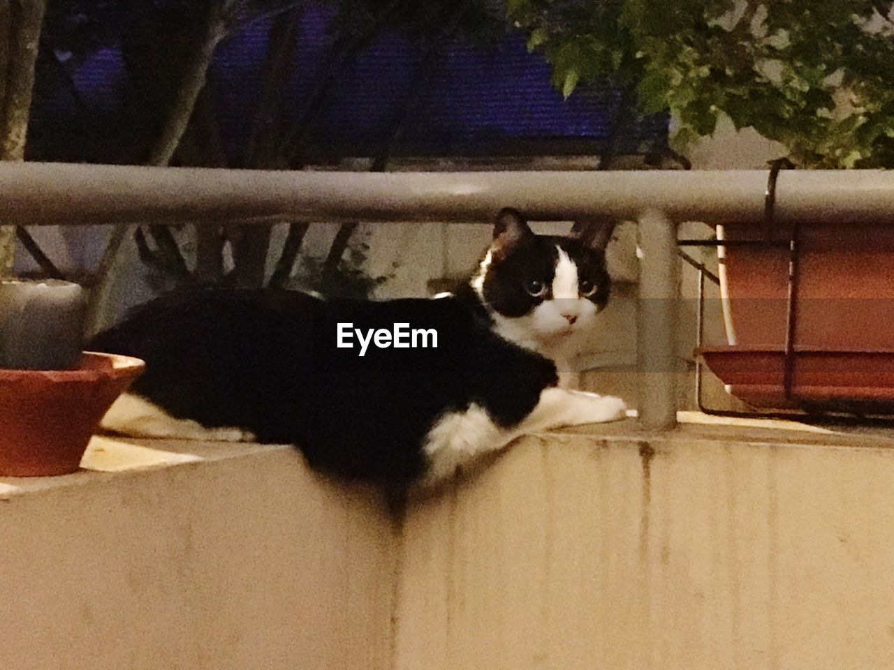CAT SITTING ON FLOOR