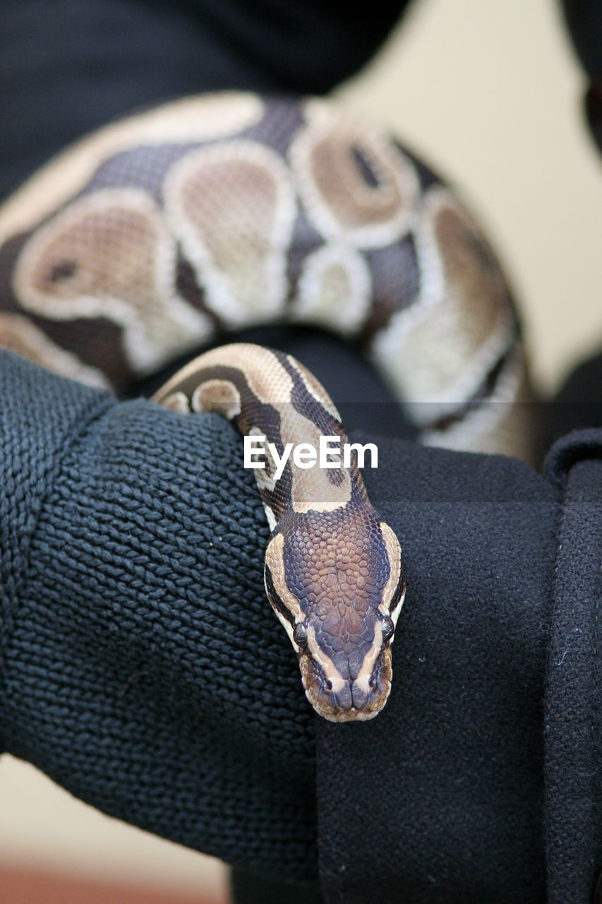 Close-up of snake on cropped hand