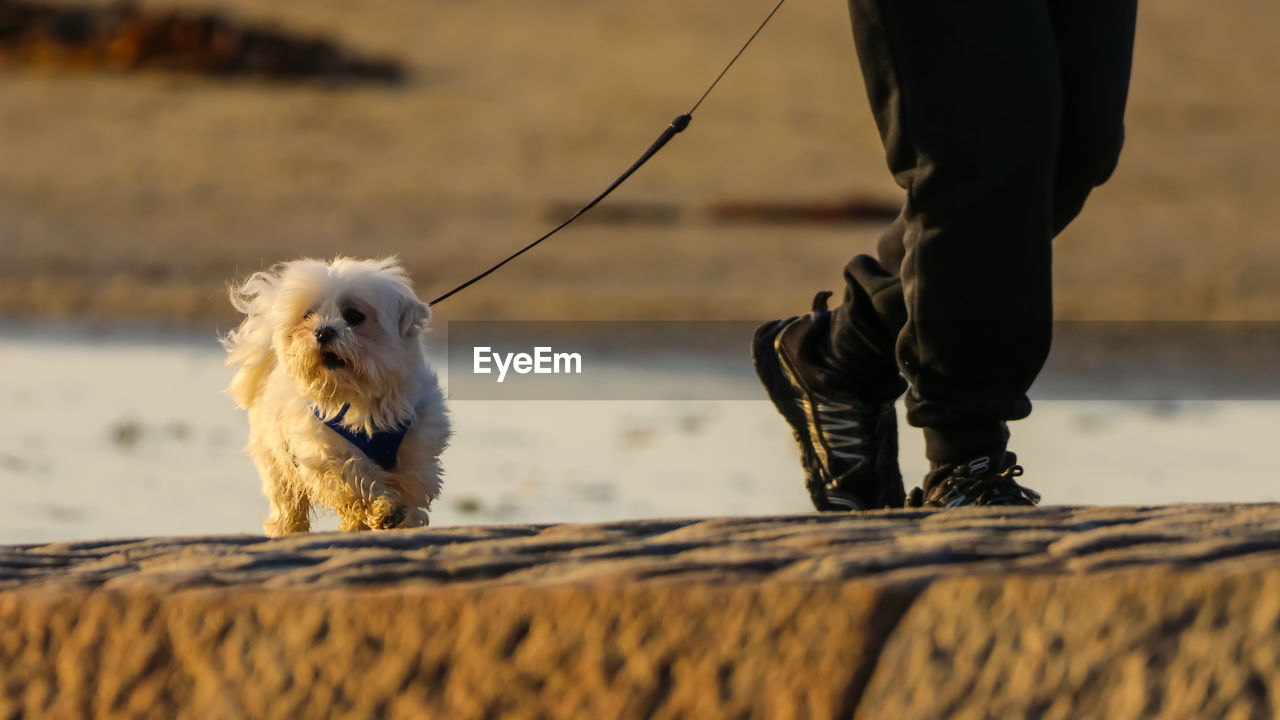 LOW SECTION OF PERSON WITH DOG STANDING ON FLOOR