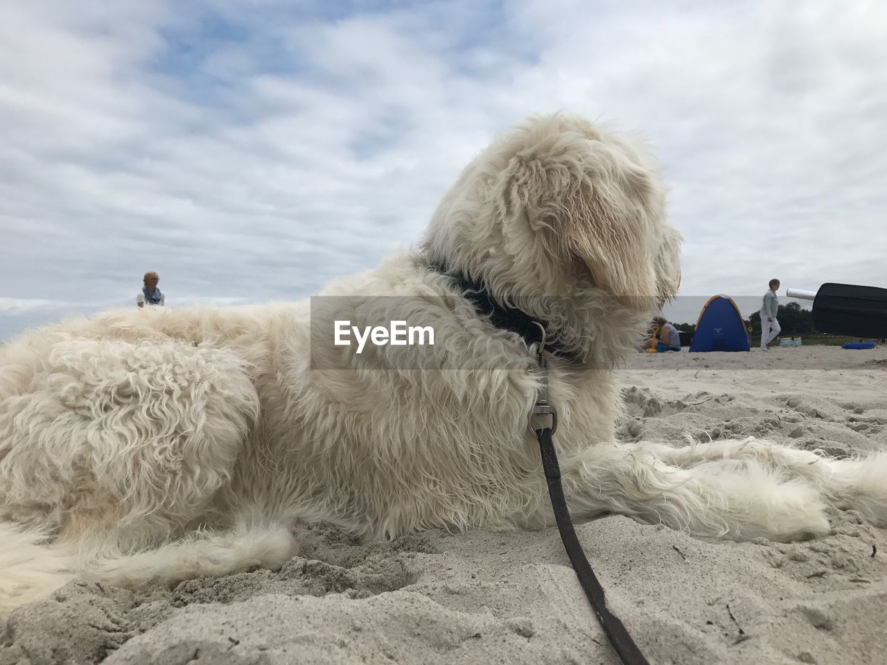 View of a dog on beach