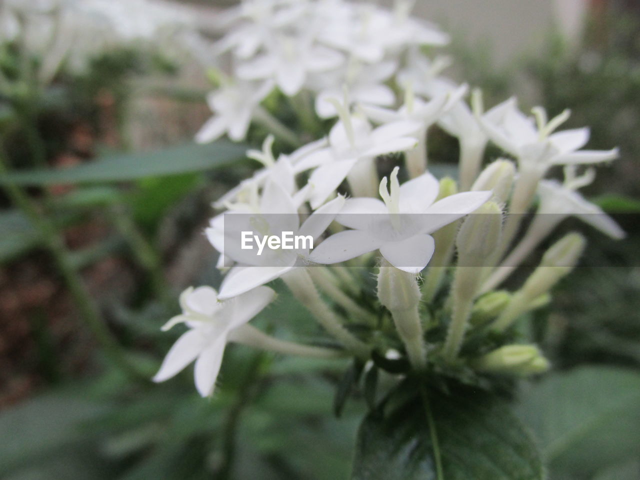 plant, flower, flowering plant, beauty in nature, close-up, freshness, white, fragility, petal, growth, nature, focus on foreground, flower head, no people, inflorescence, leaf, plant part, selective focus, outdoors, day, botany, blossom, springtime